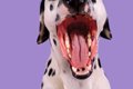 『吠えている犬』に…の画像