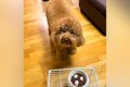 『よし』と言っても…の画像