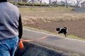 お父さんと散歩をす…の画像