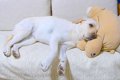 眠たい犬に『出勤の…の画像