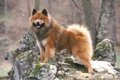 【獣医師監修】ユー…の画像