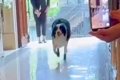 世界一賢い犬種が『…の画像