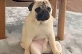 こたつ布団を片付け…の画像