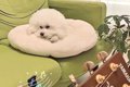 お母さんの弾き語り…の画像