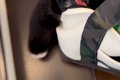 トリミングで疲れ果…の画像