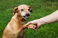 犬を撫でるときの『…の画像