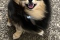 『この人、犬好きだ…の画像