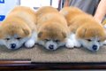 秋田犬赤ちゃん3匹の…の画像