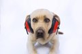 犬の音恐怖症とは？…の画像