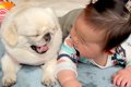 赤ちゃんが『犬と一…の画像