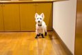 初めて『靴』を履い…の画像