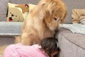 1歳の女の子が『大型…の画像