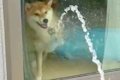 家の中にいる犬→窓越…の画像