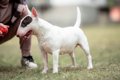 ミニチュア・ブル・…の画像