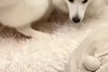 お散歩と見せかけて…の画像