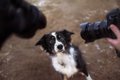 愛犬に対して他人に…の画像