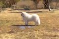 164頭の大型犬が集ま…の画像