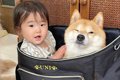 動物病院に犬を連れ…の画像