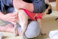 久しぶりに『犬の肛…の画像