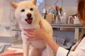 鍼治療を受ける犬→怖…の画像