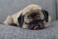 犬が『いびき』をか…の画像