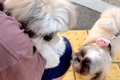 朝、犬見知りのワン…の画像