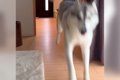 ハスキー犬が飼い主…の画像