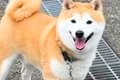 朝の散歩で『帰宅拒…の画像