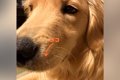 大型犬のヒゲがなぜ…の画像