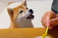 犬が飼い主に『ご飯…の画像