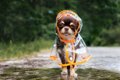 雨の日は犬の散歩に…の画像