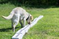 嗅覚を使う探知犬に…の画像