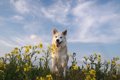 亡くなった愛犬は、…の画像