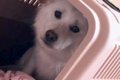 施設から保護犬を引…の画像