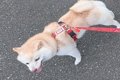 2匹の犬を散歩に連れ…の画像