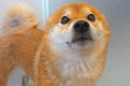 お風呂が苦手な犬に…の画像
