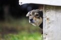 犬の外飼いが良くな…の画像