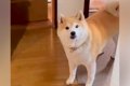 『まだ帰ってきてい…の画像