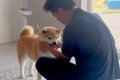 温厚な犬に『お仕事…の画像