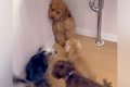 他の犬に馴染めず、…の画像