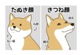 柴犬のタヌキ顔とキ…の画像
