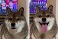 柴犬『にぱっ』満面…の画像