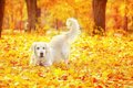 犬と秋を満喫する遊…の画像