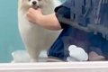 トリミング中の犬を…の画像