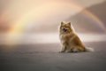  愛犬の死を乗り越え…の画像