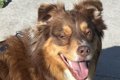 犬と散歩中に『警察…の画像