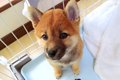 赤ちゃん犬が『30分…の画像