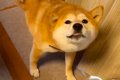 ネコを飼っている友…の画像