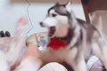 大型犬と飼い主が喧…の画像