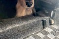 犬の爪を切るため、…の画像